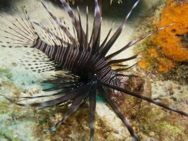 Lionfish IMG 6007